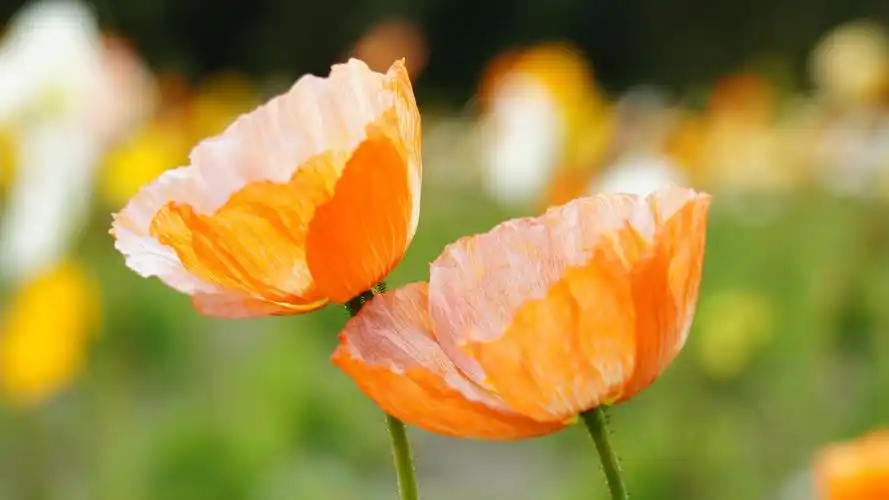 小清新唯美花卉图片桌面壁纸