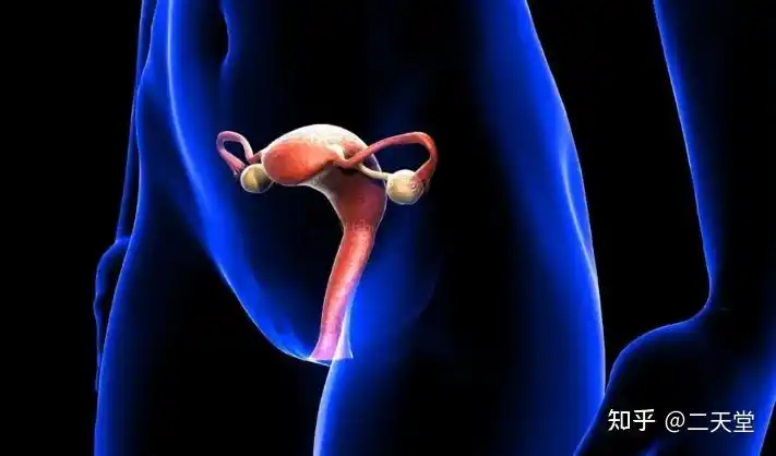 在女性的一生中,子宫扮演着重要角色,孕育新生命又是人体重要的分泌