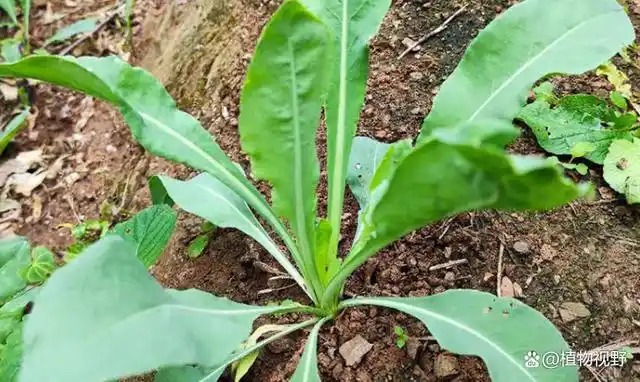 农村1种植物,俗称板蓝根,可清热解毒,亦可作为染剂使用!