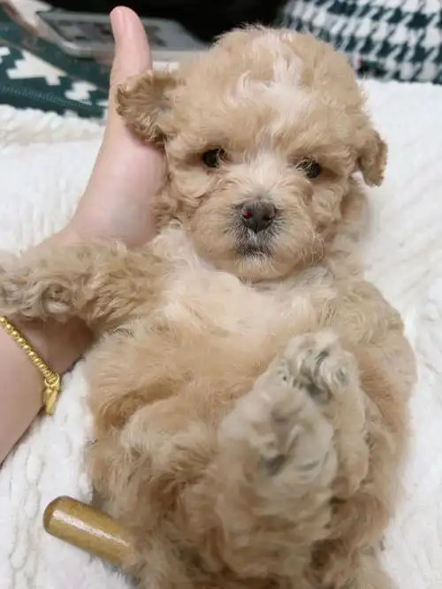 满月的姐姐,一起起个名吧#[话题]##ma 62er62t#小体泰迪  #马尔泰