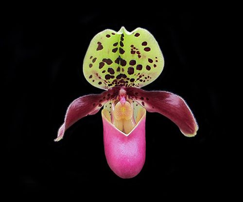 绿缘兰花实生原生亨利兜兰henryanum迷你型植株室内时令草本花卉