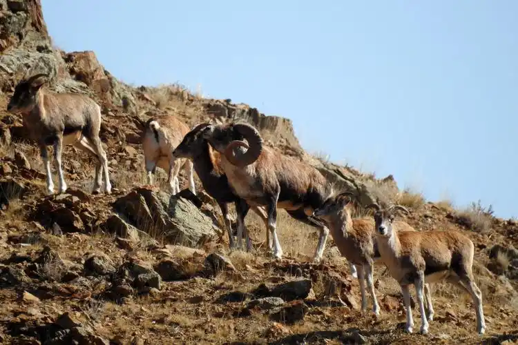 新疆博州盘羊种群在增大