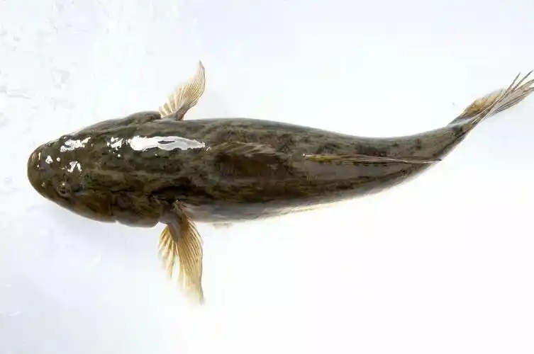 笋壳鱼尝鲜丨肉厚味美适待客夏季限定美味