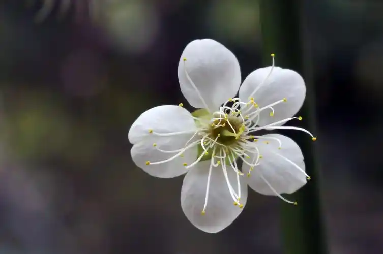 极简的白色梅花是给姐姐的惊喜.