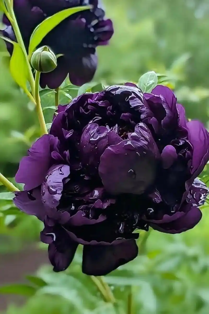 高贵的黑牡丹,大气,端庄,优雅!