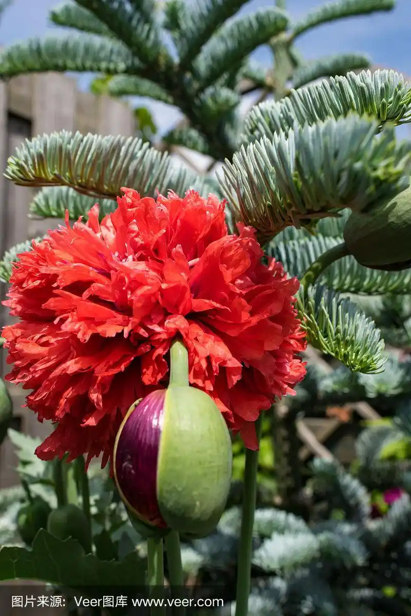 花园中深红色重瓣罂粟.