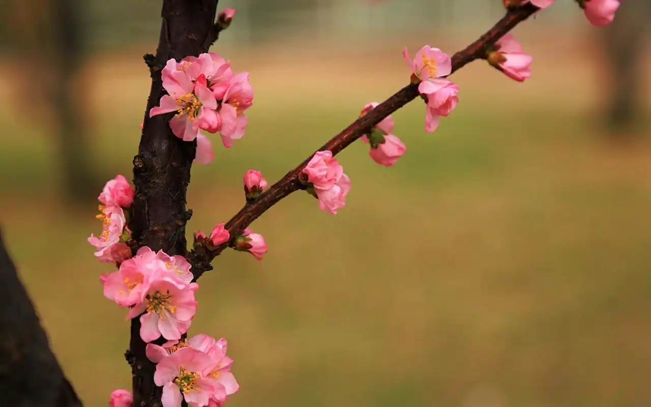 小清新鲜红桃花唯美高清桌面壁纸