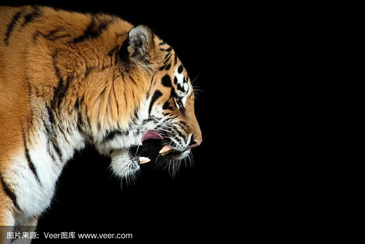 老虎肖像在黑色的背景
