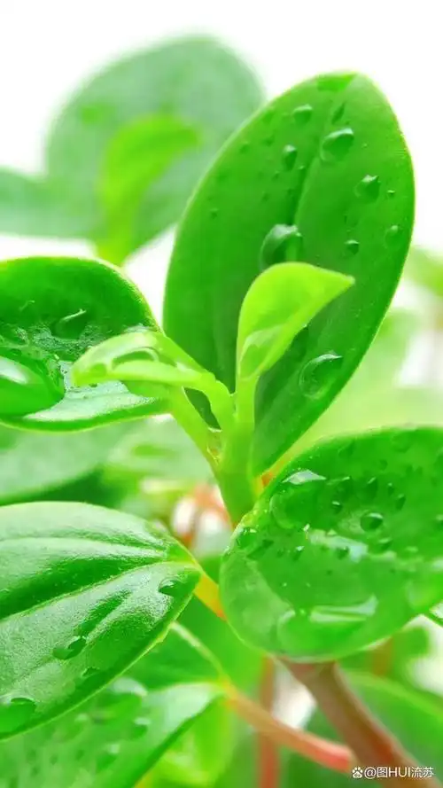 绿色系超清新壁纸