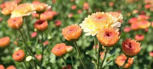 规范自由 遍地开花