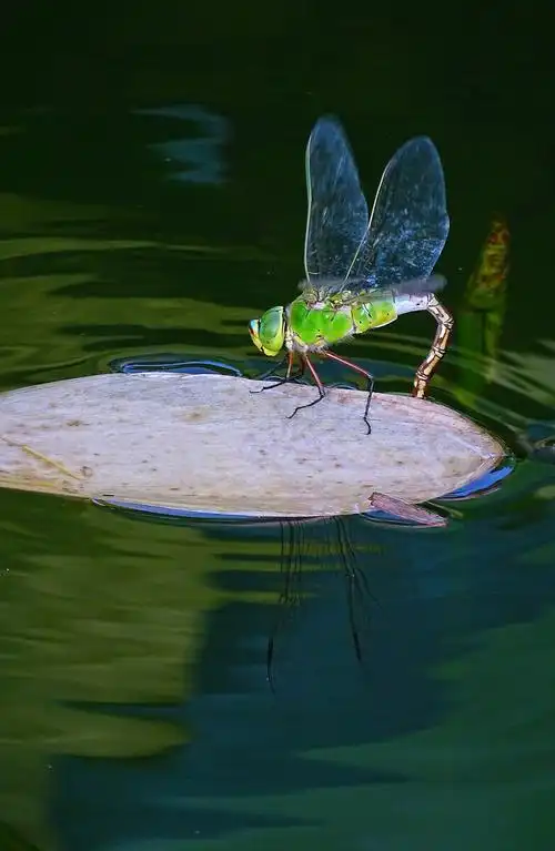 蜻蜓点水在荷塘,秋风启时又清凉. - 你才来 - 图虫
