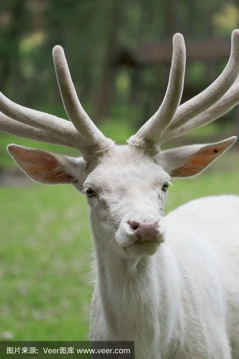 雄性白马鹿特写肖像
