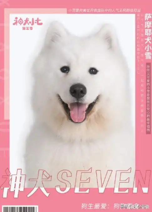 共同成长!激萌盘点《神犬小七3》六对人犬搭档