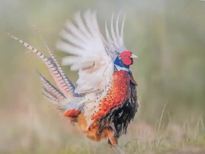 难得一见的世界珍稀鸟类摄影展