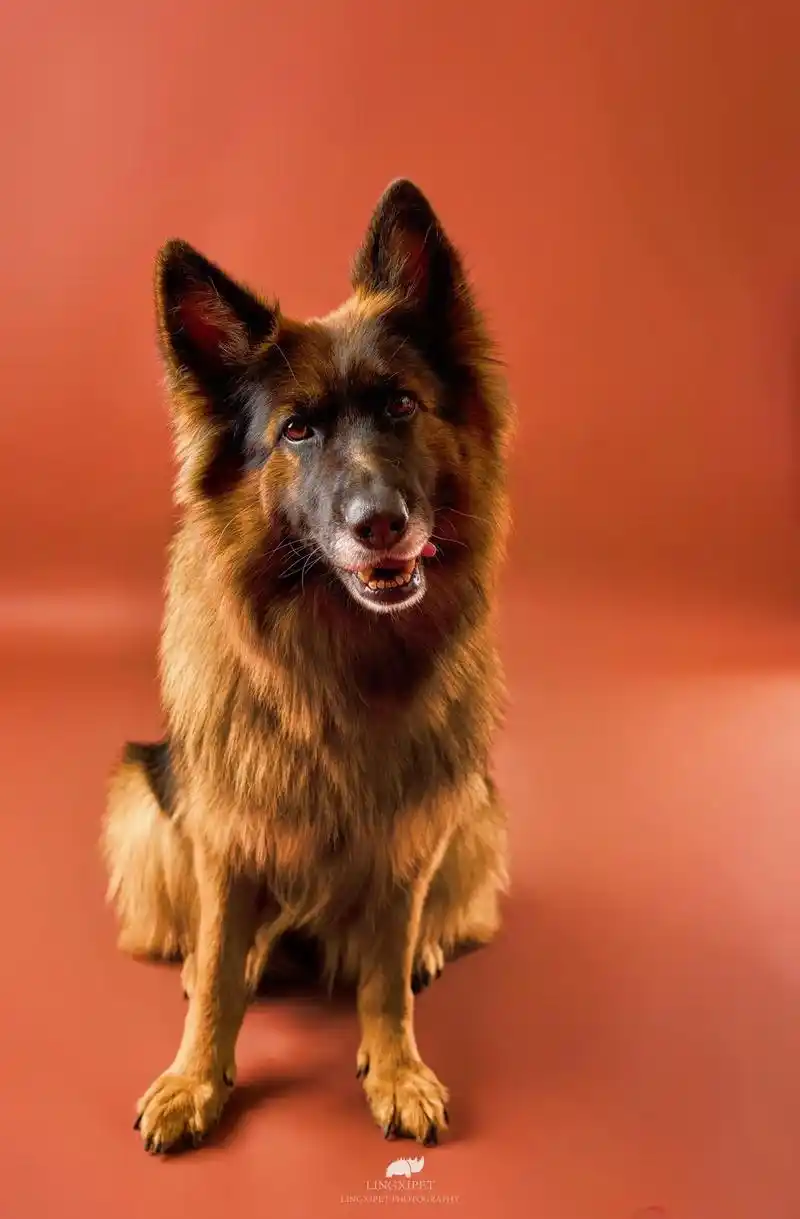 德国牧羊犬 #猛犬保镖 #宠物写真 #记录宠物的日常生活  - 抖音