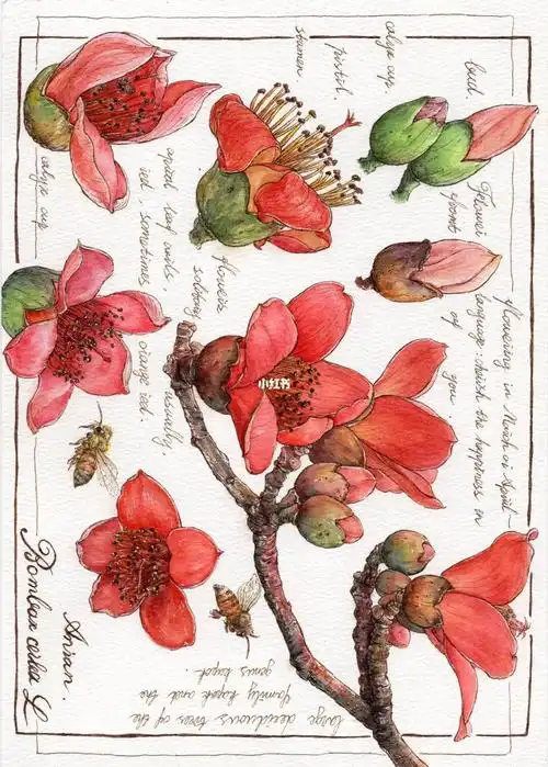 我可以好好去追刘亦菲了~#手绘  #钢笔淡彩  #速写  #木棉花  #梦华录