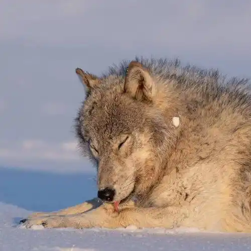 狼##犬科动物##野生动物