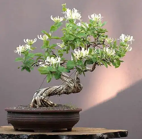 出售阳台小盆景"七里香"