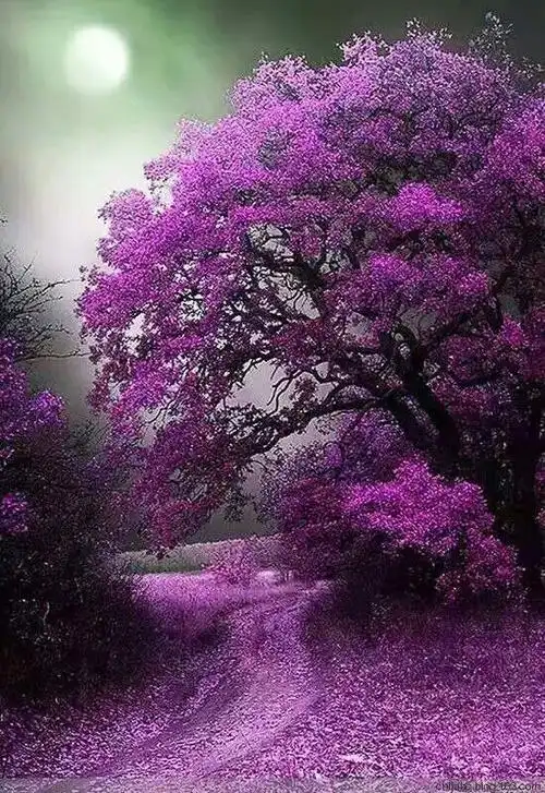 花草山水,图片鲜艳.很喜欢