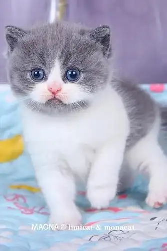 英国短毛猫蓝白坐标北京又萌又可爱活泼粘人