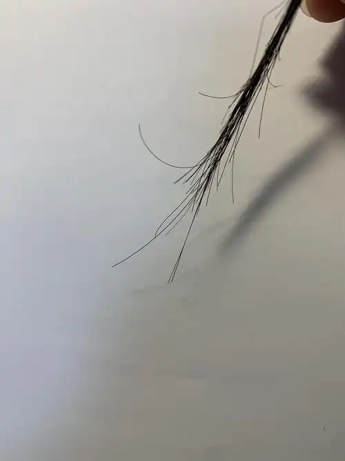 我剪了一缕下来,以前这种长得不均匀的头发头顶只有一两根,现在全都是