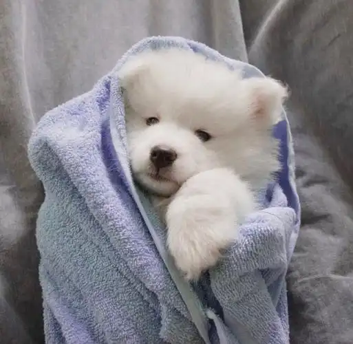 有什么可爱的小动物头像