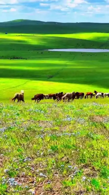 旅游进行时#呼伦贝热带草原风景-度小视