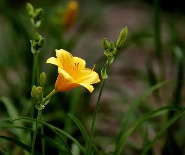 端午节前黄花香