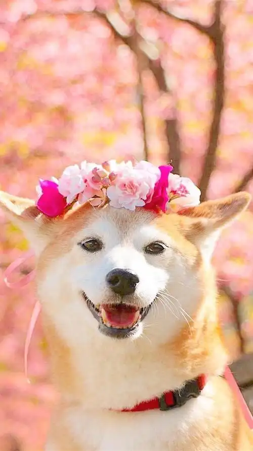 微笑是有感染力的如果你不开心那就进来看看吧