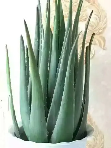 奢莲美容店怎么样_团购奢莲美容店-芦荟灌肤-美团网