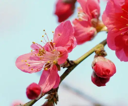 吉星当头,4属相迎接好运,顺水顺风,生活美满和谐|凶星|属羊|桃花运