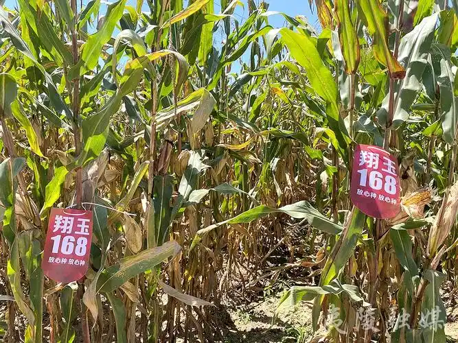 喜看玉米 乐享丰收_云上夷陵