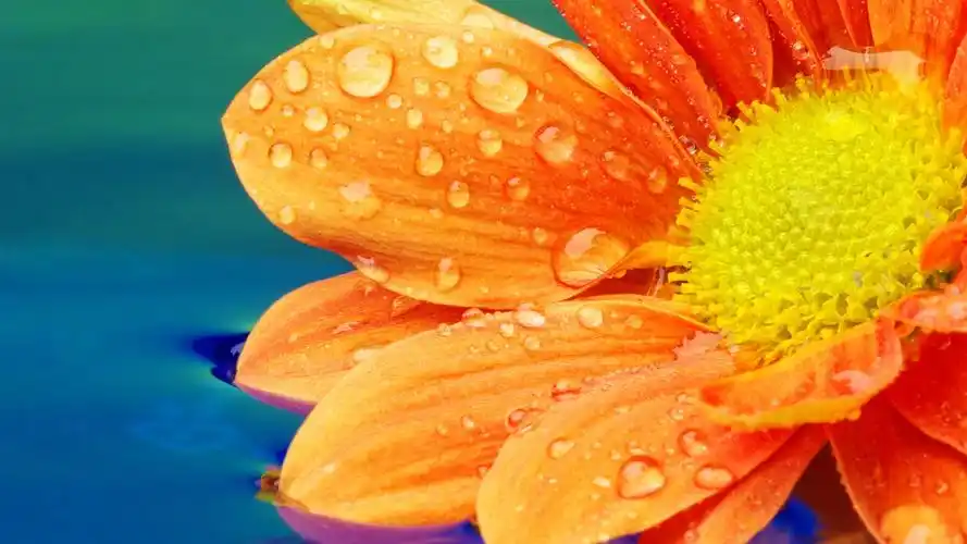 首页 鲜花 橙色花特写镜头,花瓣,露水 壁纸 当前尺寸:1920x1080,你