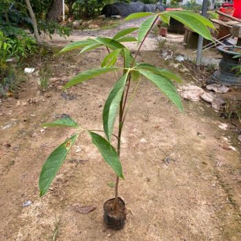 红木棉树本地乡土树木红花木棉广东木棉树苗广州木棉花名贵苗木本地