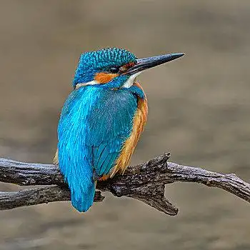 翠鸟,雄性,栖息,亮光,降雨,生物保护区,巴登符腾堡,德国,欧洲