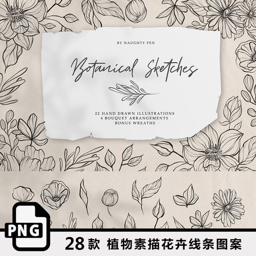 手绘简约植物线条素描花卉花朵叶子线描png透明免抠图设计素材