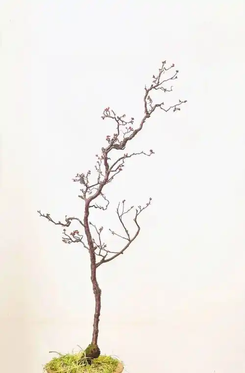 龙年寻龙——盆景中的"龙"_扬派_龙游梅_造型