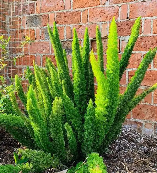 庭院小灌木 狐尾天门冬盆栽室外花园四季常绿好养地被植物 耐暴晒