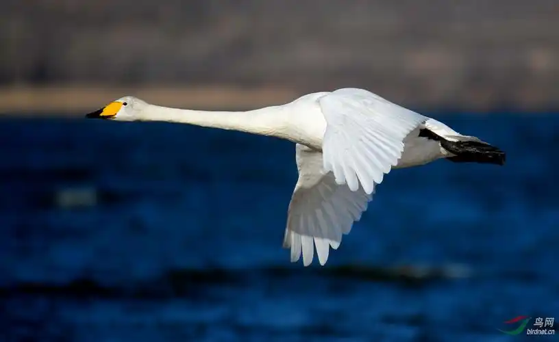 天鹅飞行特写