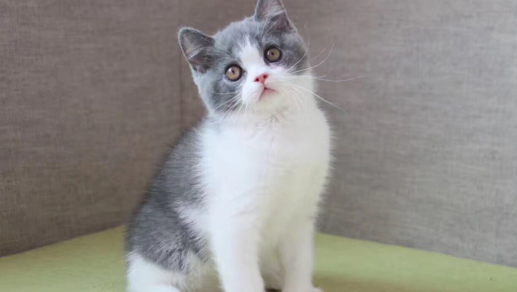 英短蓝白为什么不建议养?