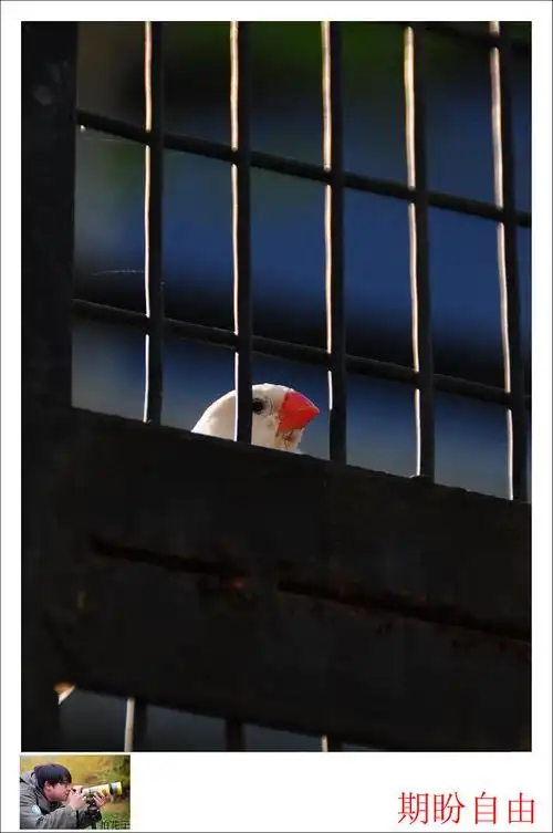 看见那些被关在笼子里的动物挺可怜的.