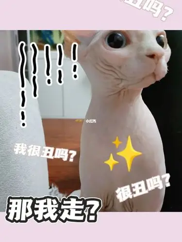 无毛猫の我很丑吗那我走