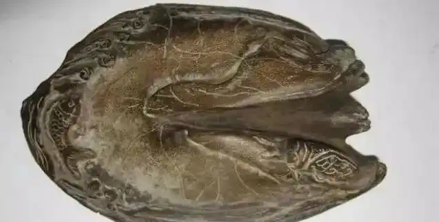 鉴别:真假犀牛角!看这篇就够了!