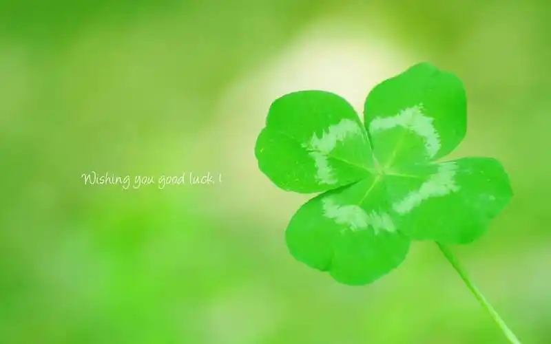 带四叶草的网名,四叶草也有花语