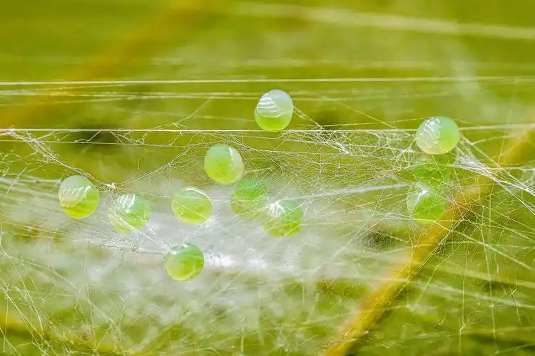 蜘蛛的卵