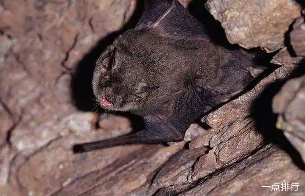 十大最恐怖蝙蝠图片 世界上最可怕的蝙蝠