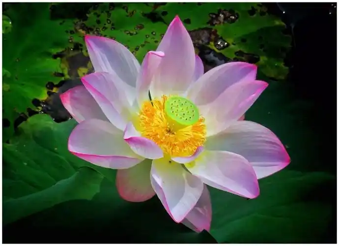 肇庆也有"荷花世界",这里花儿初放,让人好生欢喜~周末约起