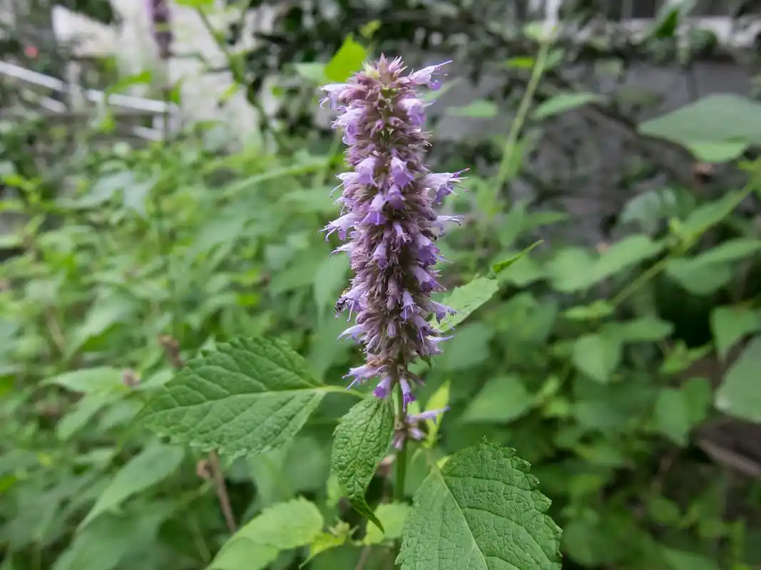 分享到:  5 分钟前  提问者采纳 藿香  是一种药材呢 提问者评价 谢谢