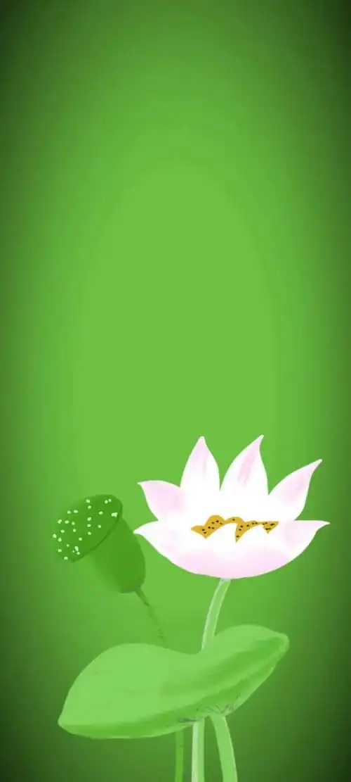 清新绿色护眼荷花壁纸