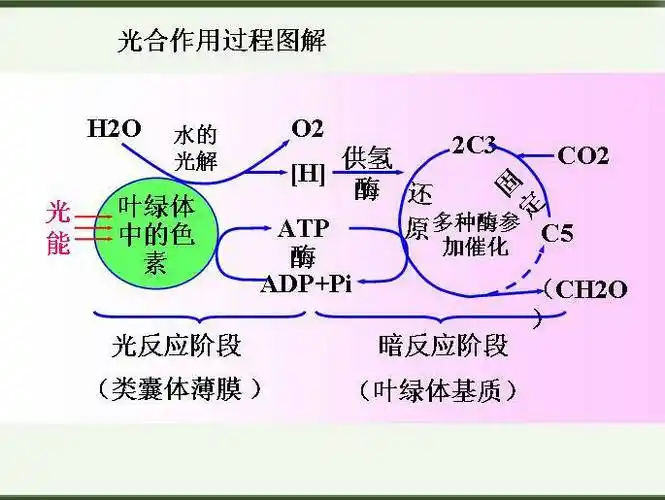 暗反应,是光合作用里面的碳固定反应.